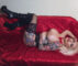 Sweet Mery: GAN Girl des Monats (Mai 2025) Sweet Mery: GAN Girl des Monats (Mai 2025)